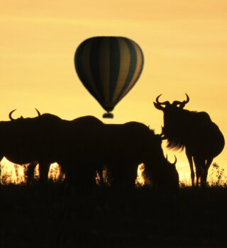 Wildebeest in the African evening light