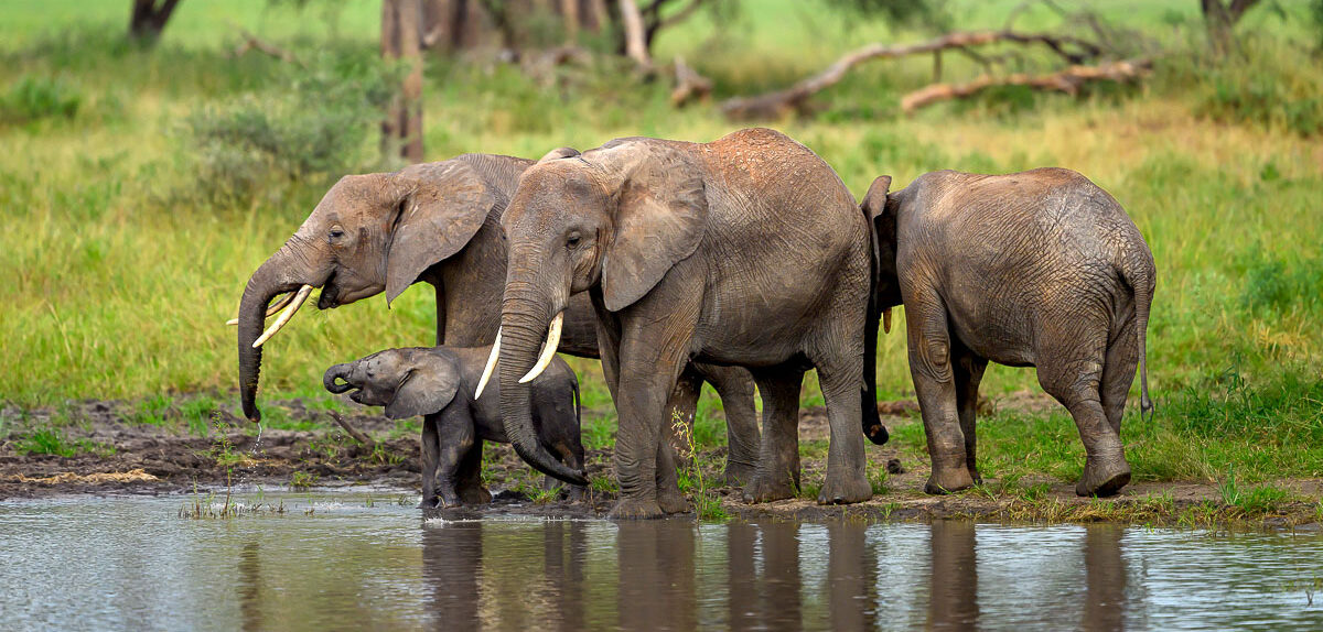 Tarangire National Park