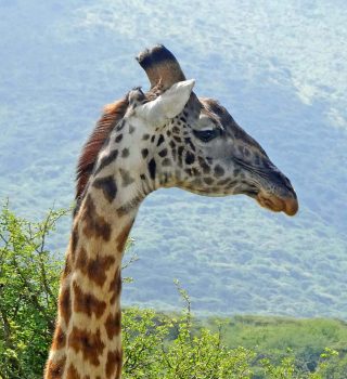 Giraffe Lake Manyara National Park