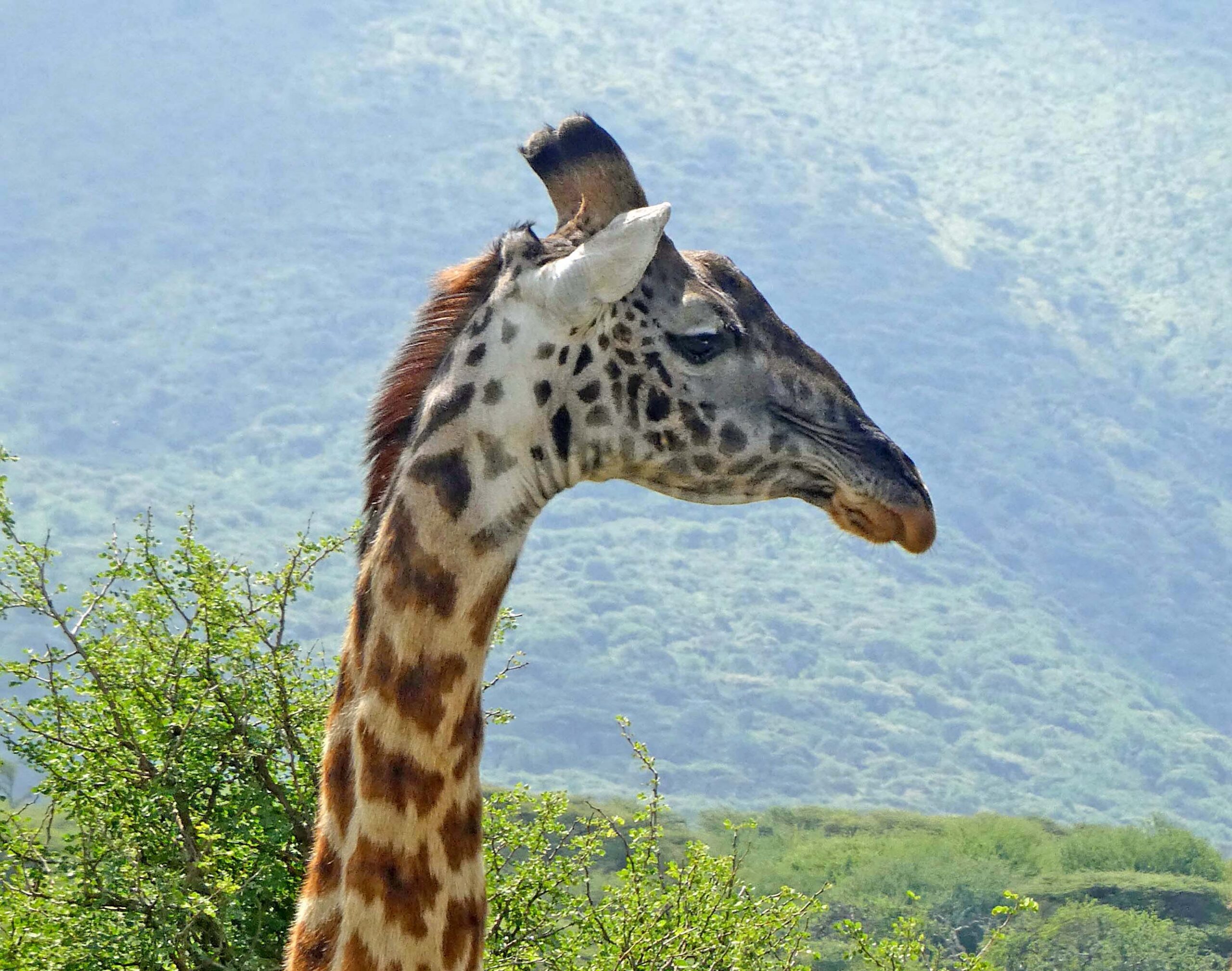 Giraffe Lake Manyara National Park
