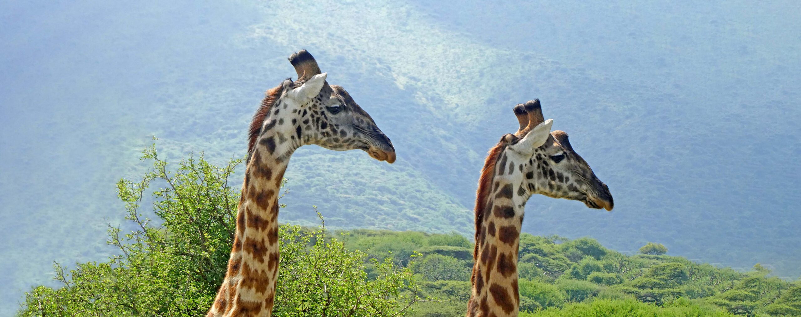 Giraffes Lake Manyara National Park