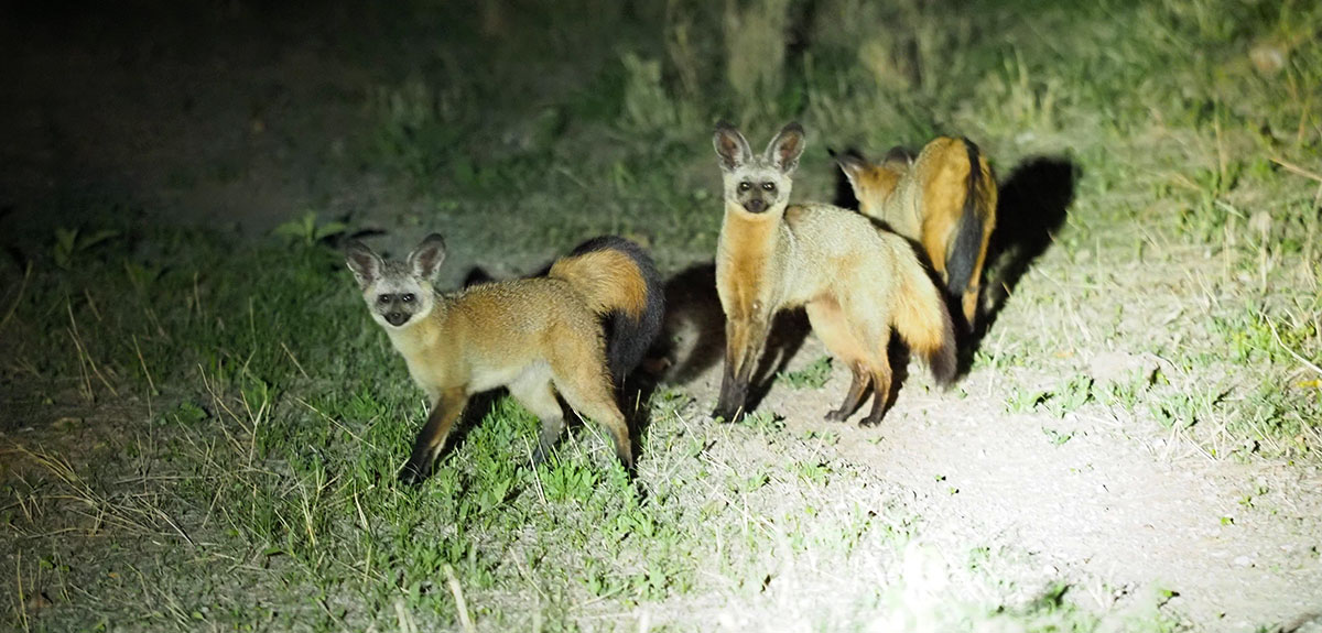 Bat-eared foxes during a night game drive
