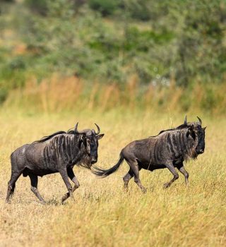 Wildebeest in Serengeti