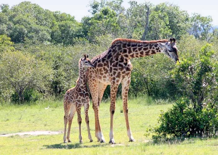 Giraffe with it's calf
