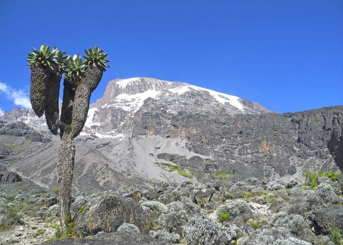Snow-capped Kilimanjaro