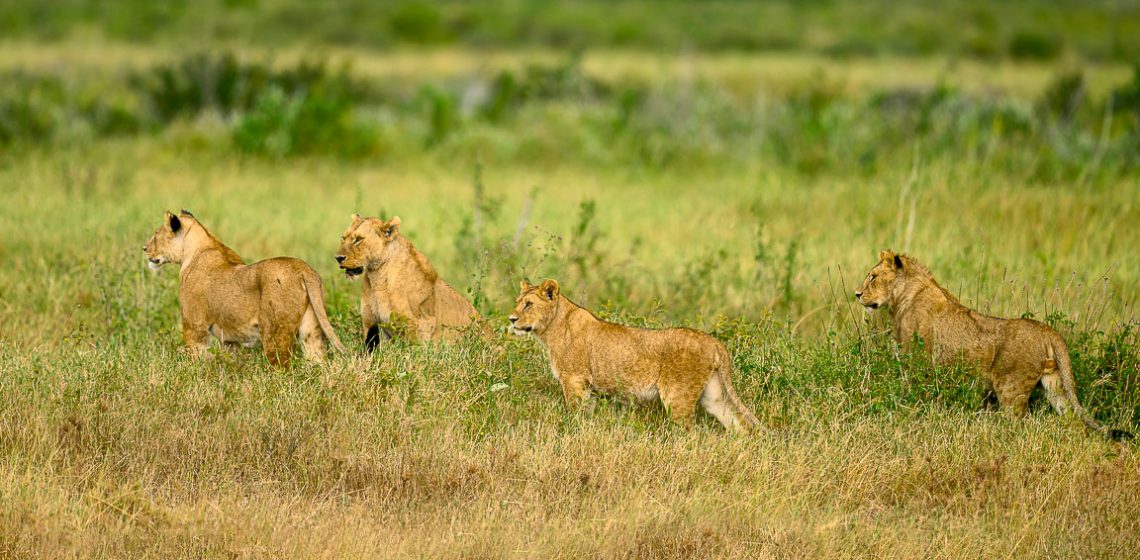 Pride of lions on the prowl