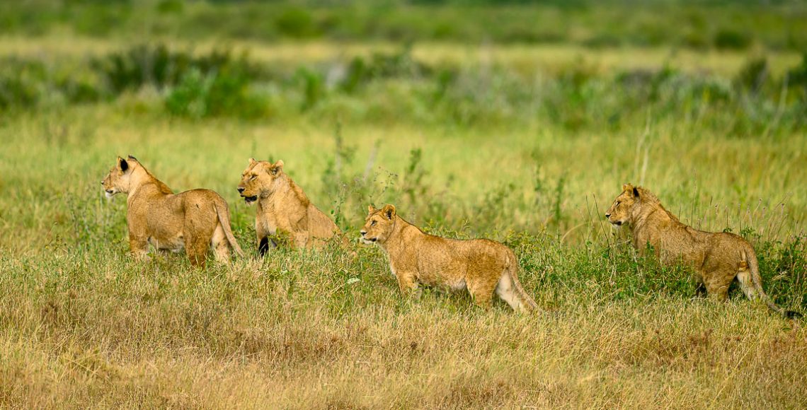 Pride of lions on the prowl