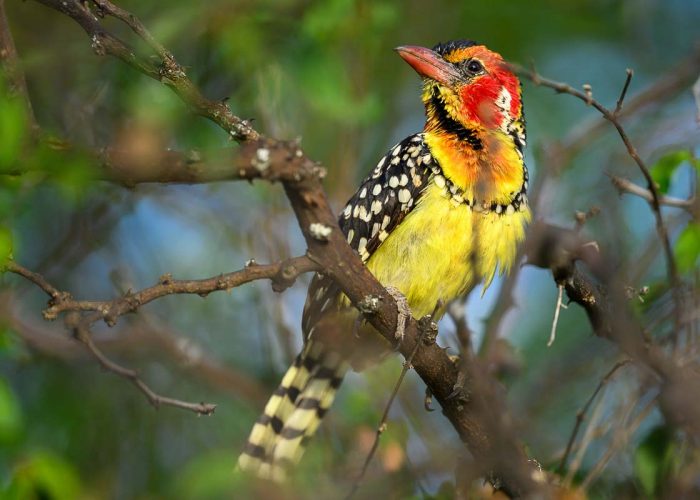 Red and yellow Barbet