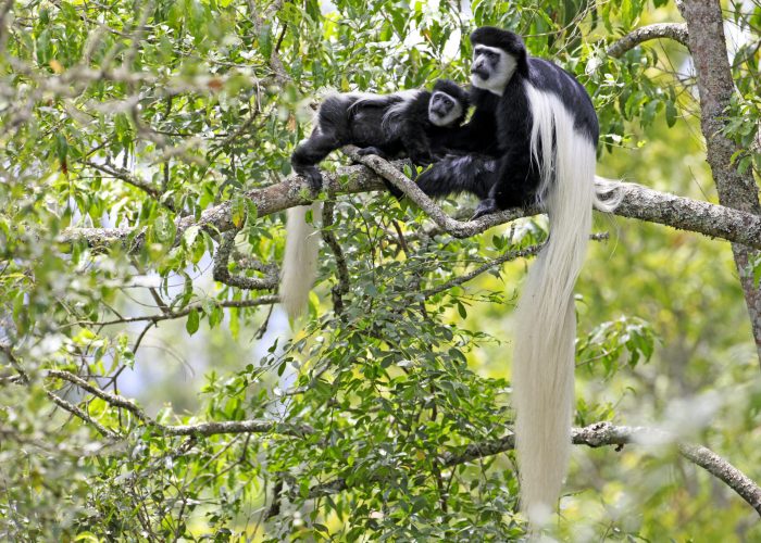 Colobus monkeys in Arusha National Park