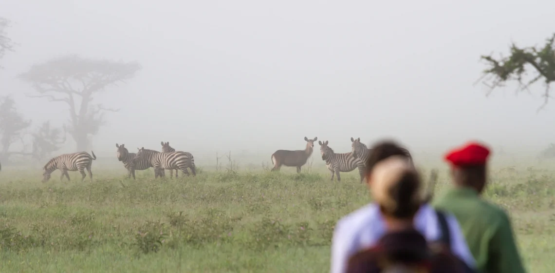 Walking safari