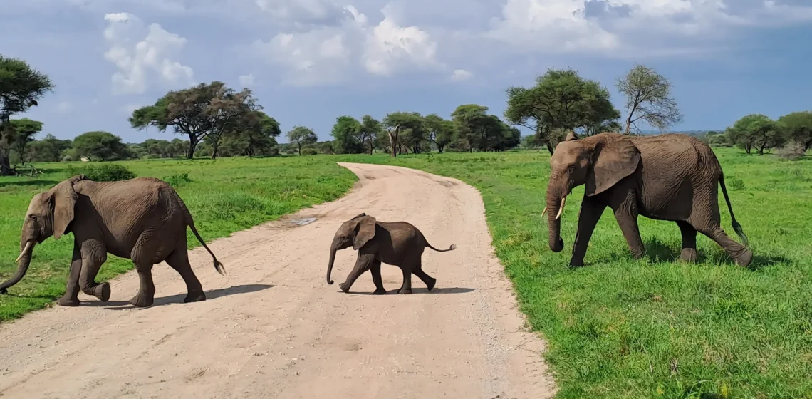 Elephants in Tarangire National Park